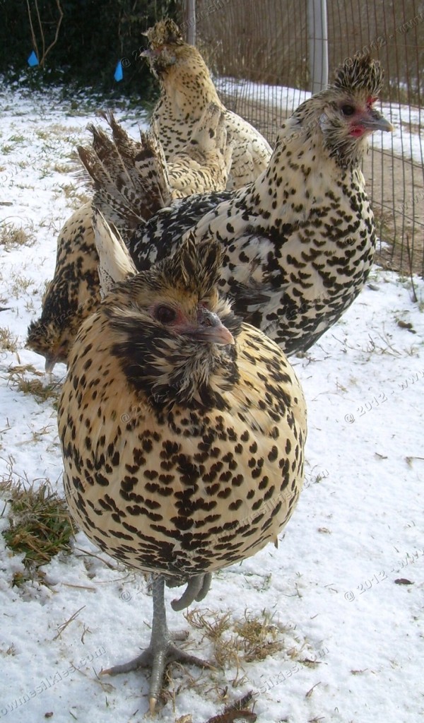 20 Amazing Rare Chicken Breeds With Special Characteristics The