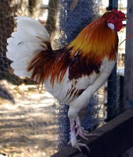 cross breed rooster