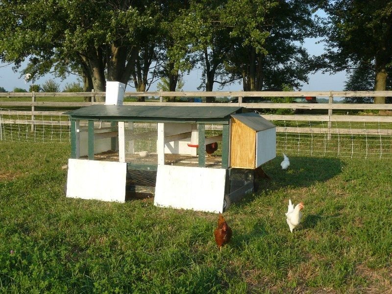 Large Chicken Tractor