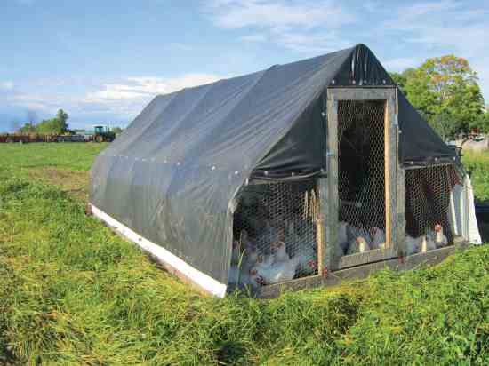 Larger Chicken Tractor