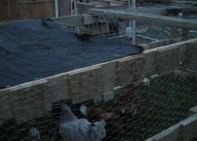 Old Pallet Chicken Tractor