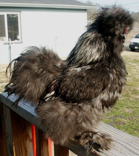 Tortoiseshell Silkie chicken