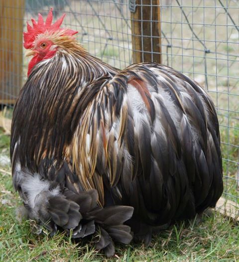 Furness rooster