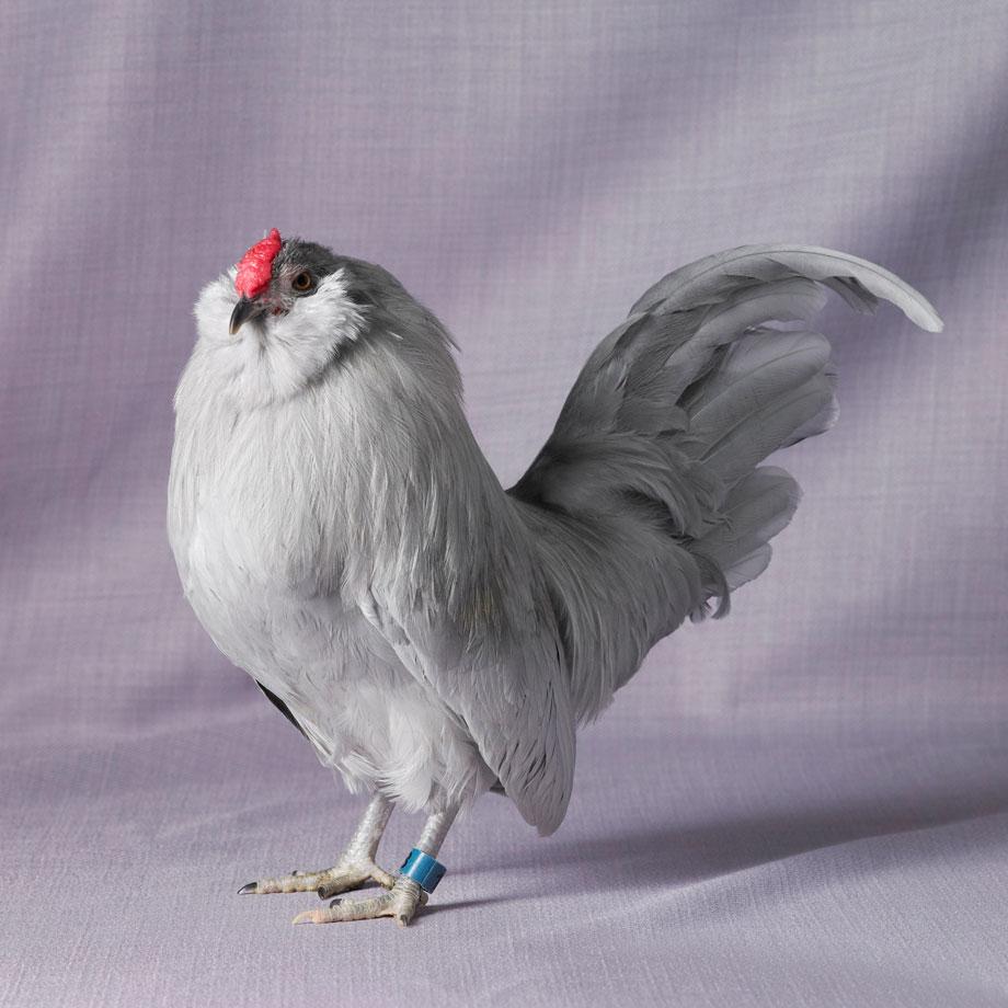 20 Amazing Rare Chicken Breeds With Special Characteristics – The Poultry  Guide