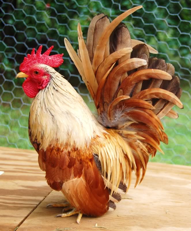 serama rooster