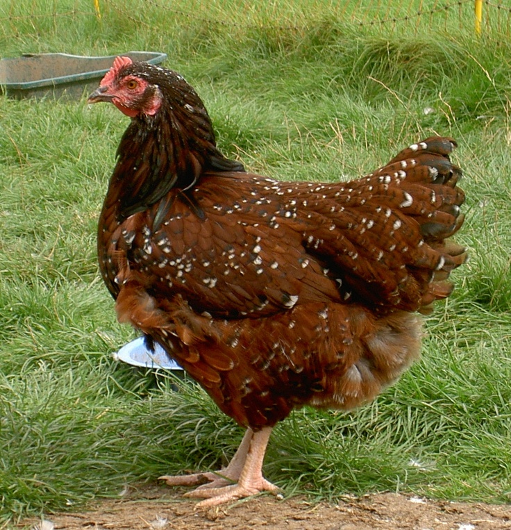 speckled sussex chicken breed