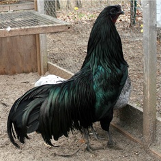 sumatra rooster