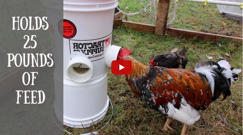 Automatic Chicken Feeder