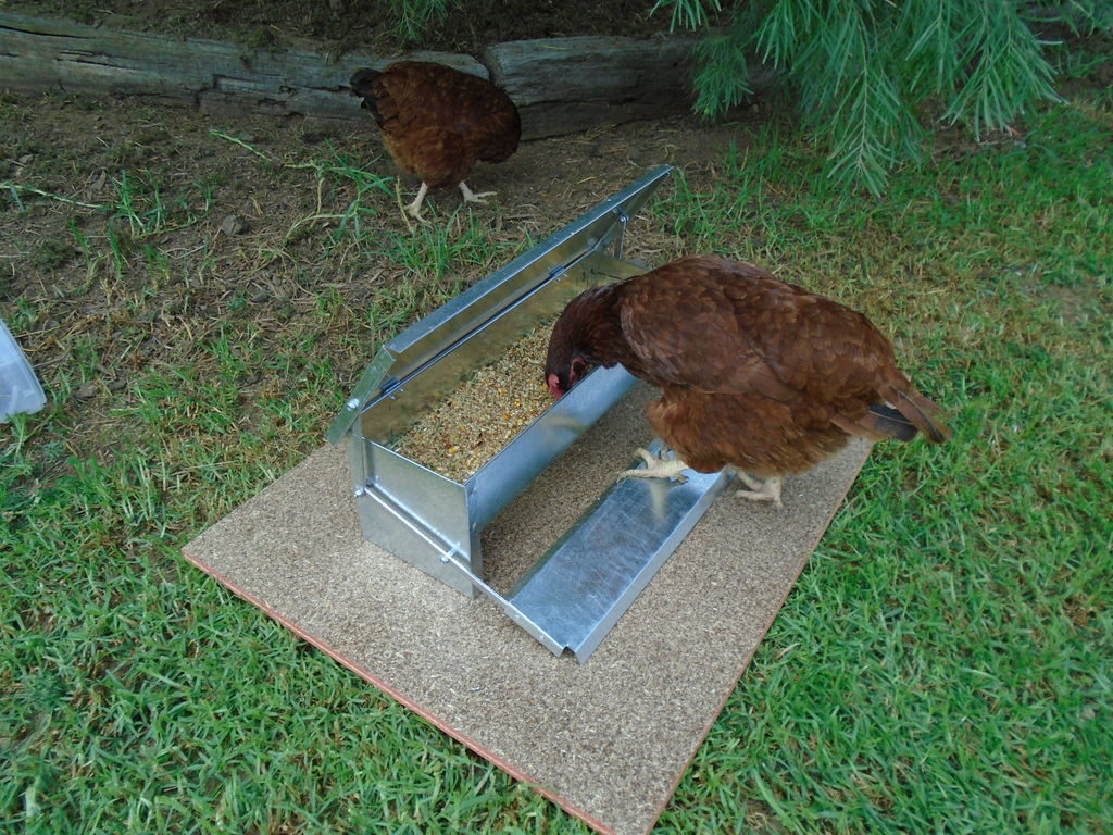 Automatic Chicken Feeder