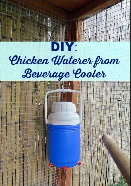 Chicken Waterer from Beverage Cooler