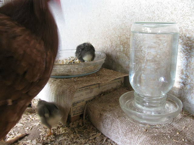 Glass Waterer