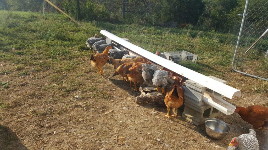 PVC chicken feeder