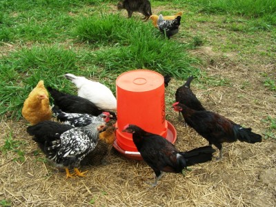 PVC Chicken Waterer