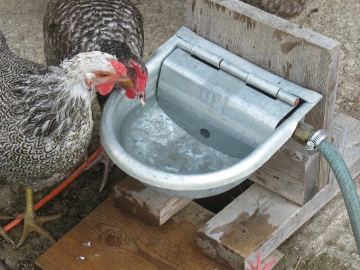 baby chicken water feeder