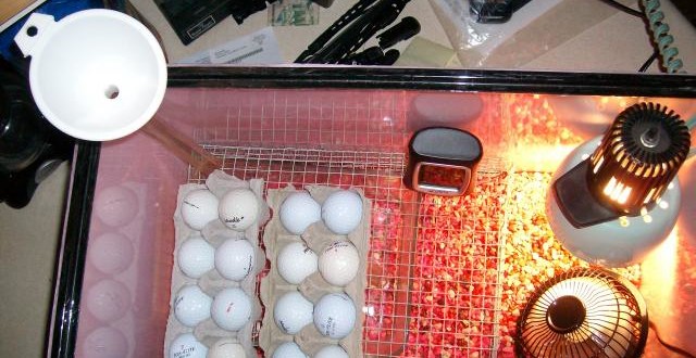 Homemade Egg Incubator