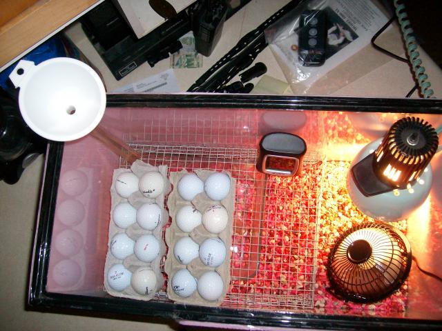 Homemade Egg Incubator