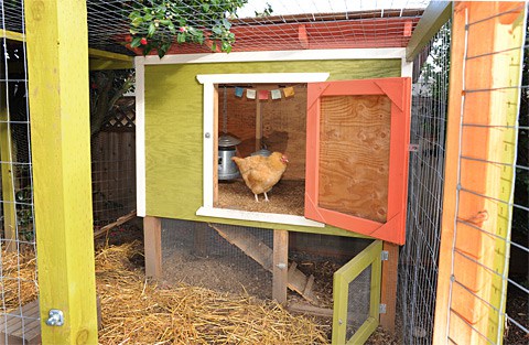 Urban Chicken Coop