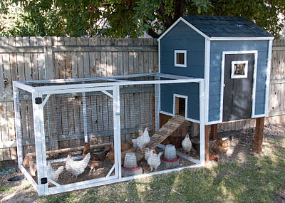 backyard chicken coop