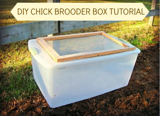 Plastic Box Chick Brooder