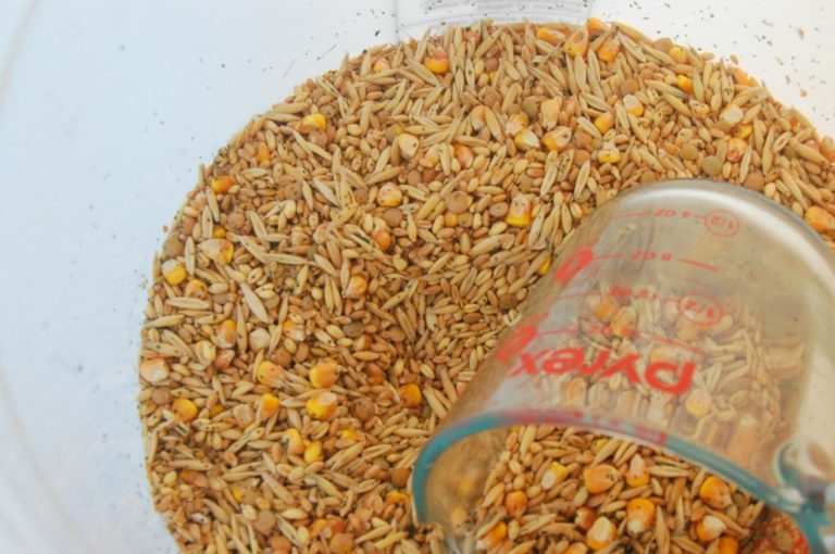 Curated visual reference: Chicken Feed Recipes For Chickens Reference: 12 Homemade Feed Recipes Give Your Chickens An Organic Diet