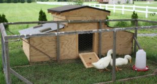 duck house plans