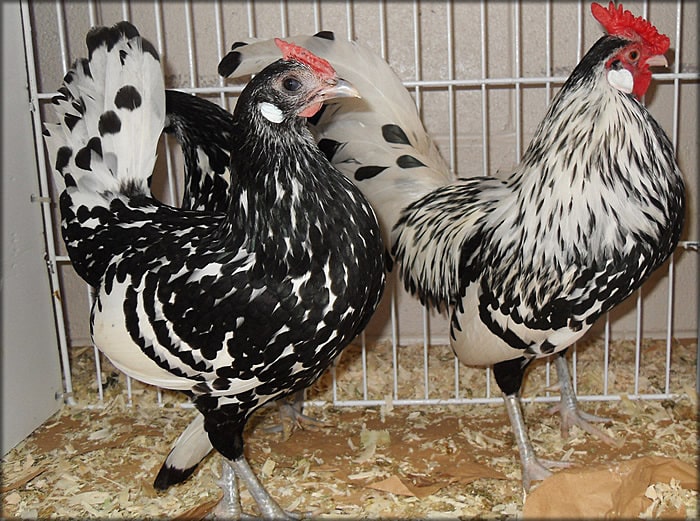 Small Chicken Breeds-min