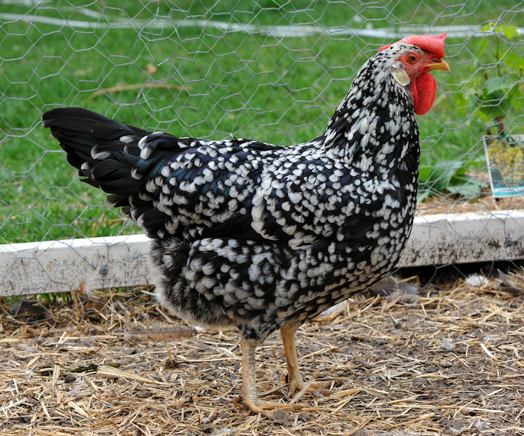 Ancona Chicken Breed