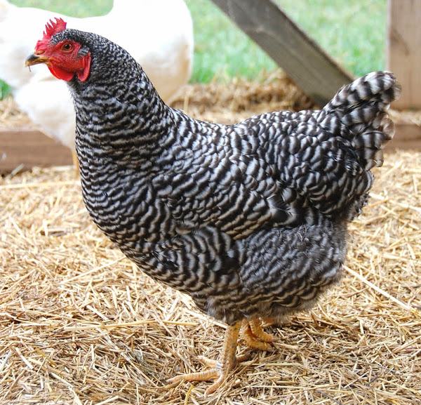Barred Rock Chicken Breed