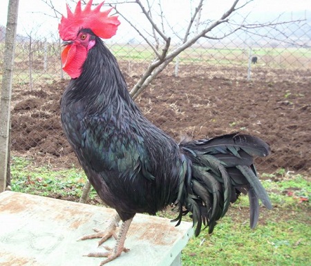 Black Shuman Chicken
