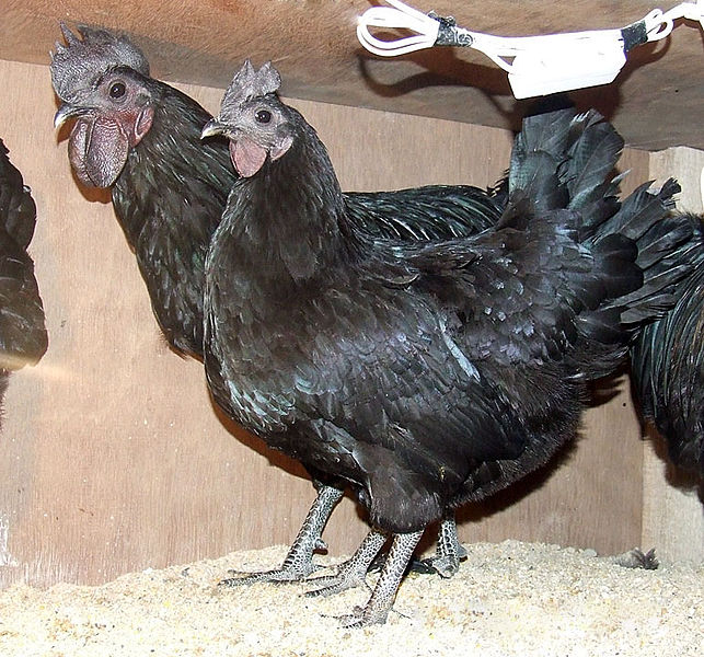 Kadaknath Chicken Breed