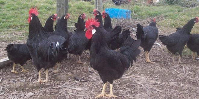 Black chicken breeds
