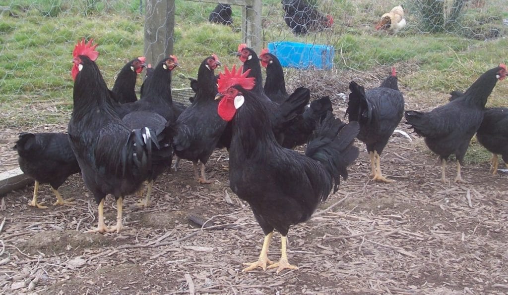 Black chicken breeds