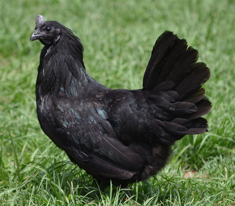 Swedish Black Chickens