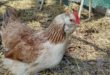 Chickens that lay colored eggs