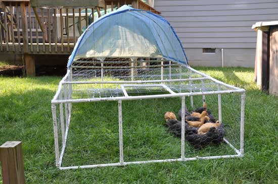 PVC Chicken Tractor