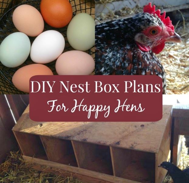 Four Bay Chicken Nesting Box