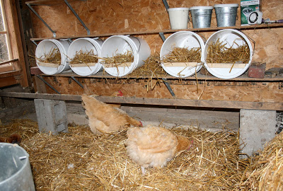 Plastic Bucket Chicken Nesting Box