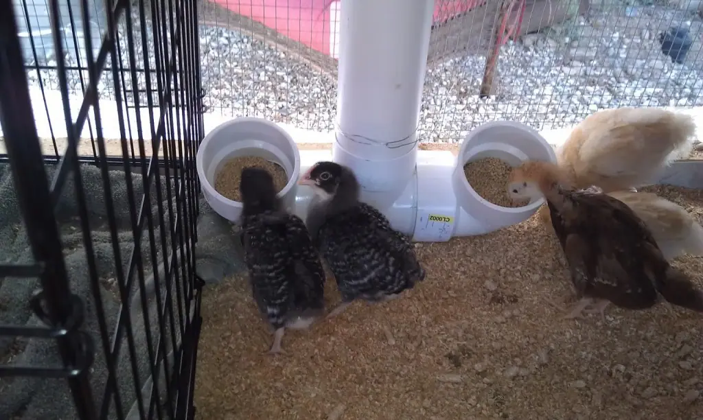 How to Build a PVC Chicken Feeder – Hobby Farms