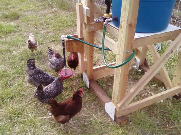 automated diy chicken waterer